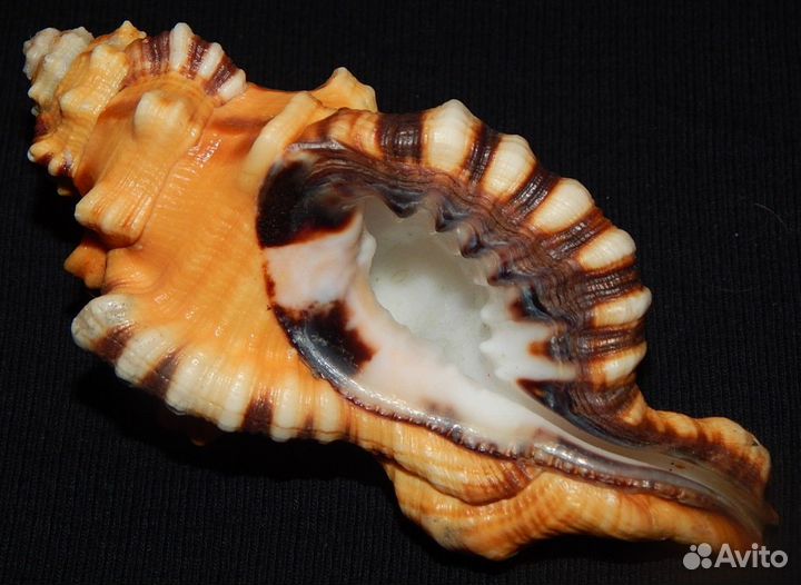 Морские раковины Lotoria lotoria 94.6 mm