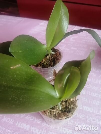 Орхидея фаленопсис