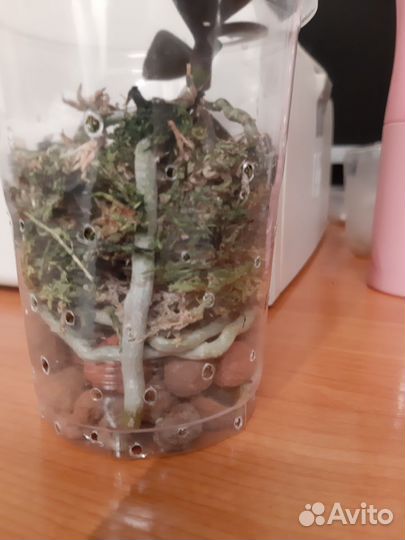 Орхидея фаленопсис