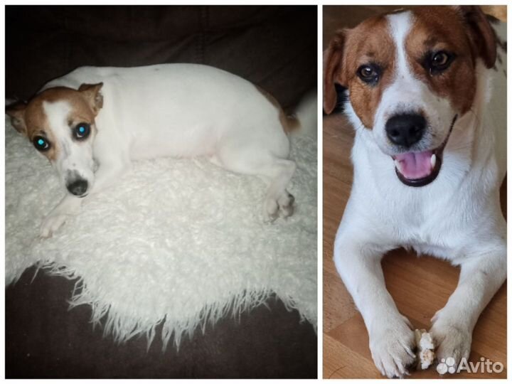 Щенки джек Рассел терьер гладкошерстный