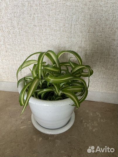 Хлорофитум