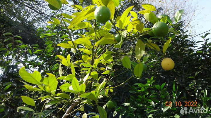 Актуальное Лимонное Дерево Сорт Мейера Плоды-2022