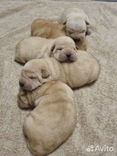 Щенки шарпей