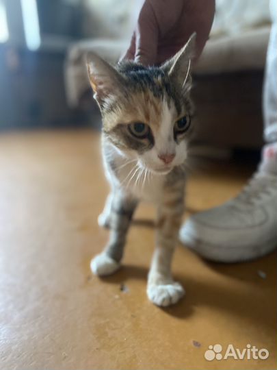 Молодая кошечка