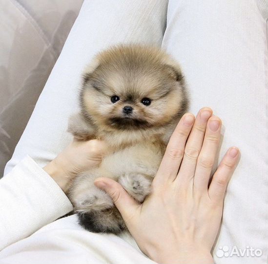 Мини шпицы померанские очень маленькие