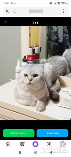 Шотландские котята