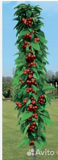 Колоновидный персик,груша,яблоня