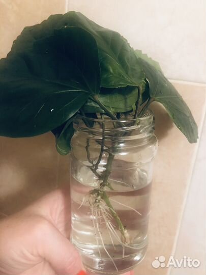 Гибискус китайская роза