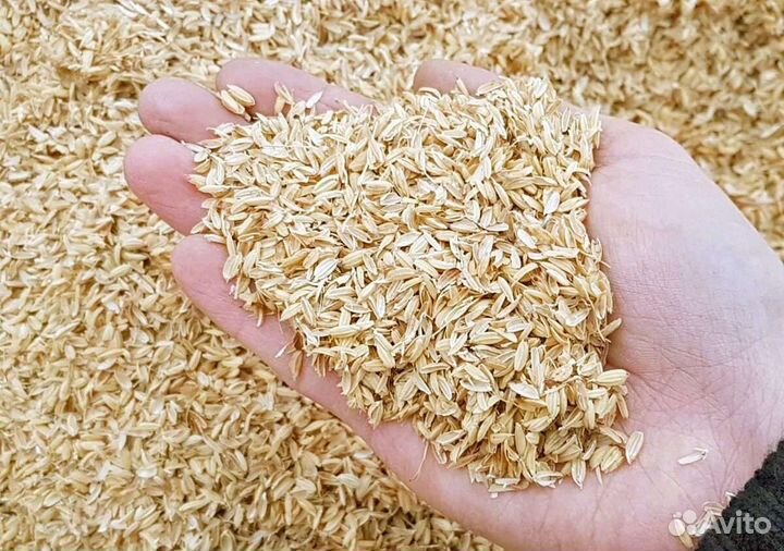 Эухарис амазонская лилия