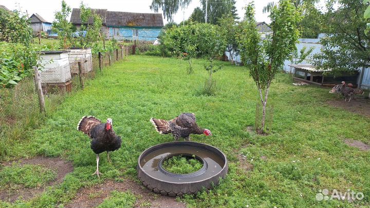 Индюки домашние