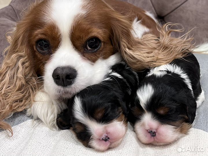 Кавалер кинг чарльз спаниель