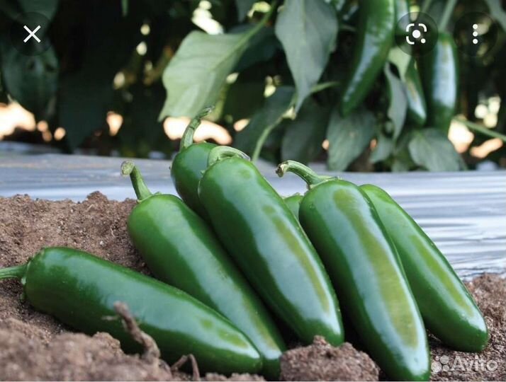 Семена перцев халапеньо