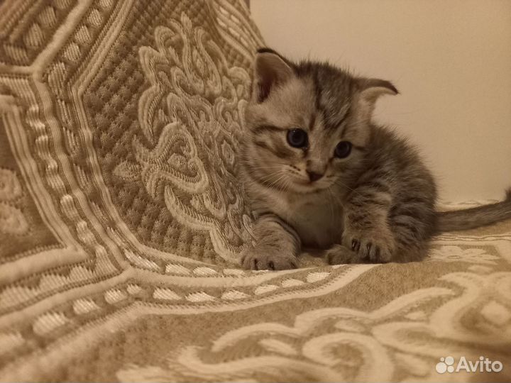 Британские котята
