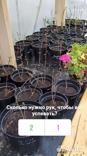 Саженцы