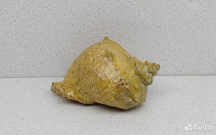 Рапан 10,6 морская ракушка раковина