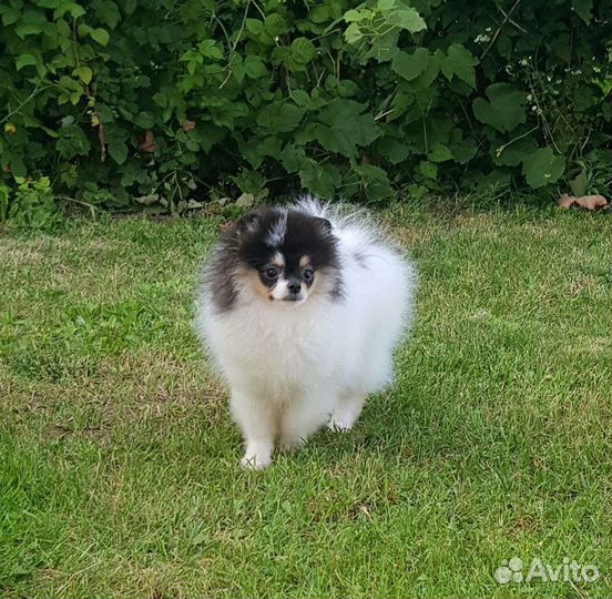 Померанский шпиц триколор