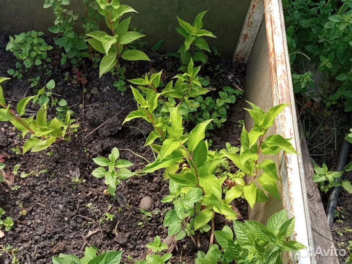 Гортензия метельчатая киушу