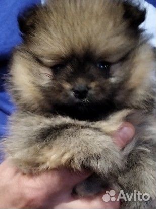 Щенки шпица