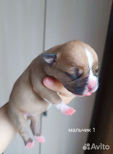 Щенки Американского стаффордширского терьера