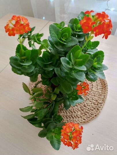 Комнатные цветы