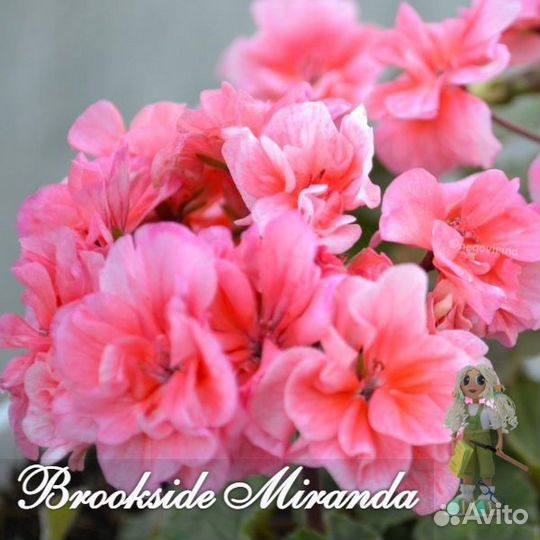 Пеларгония (герань) миниатюрная карликовая