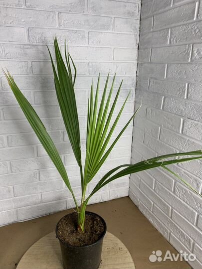 Пальма вашингтония