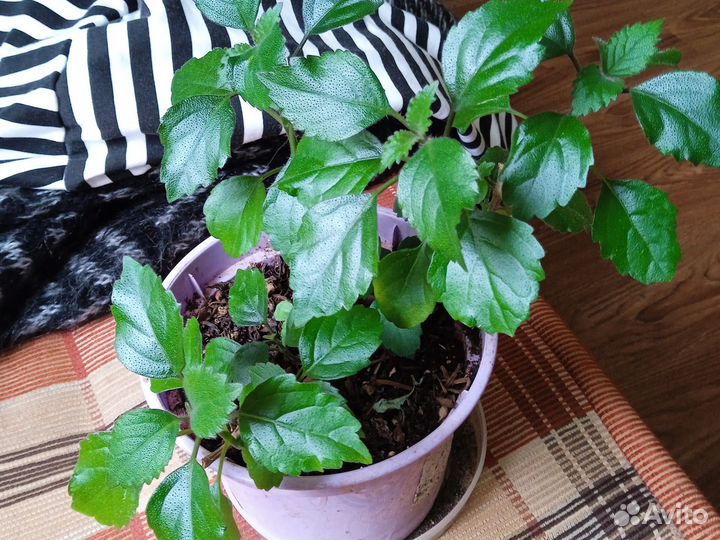 Плектрантус