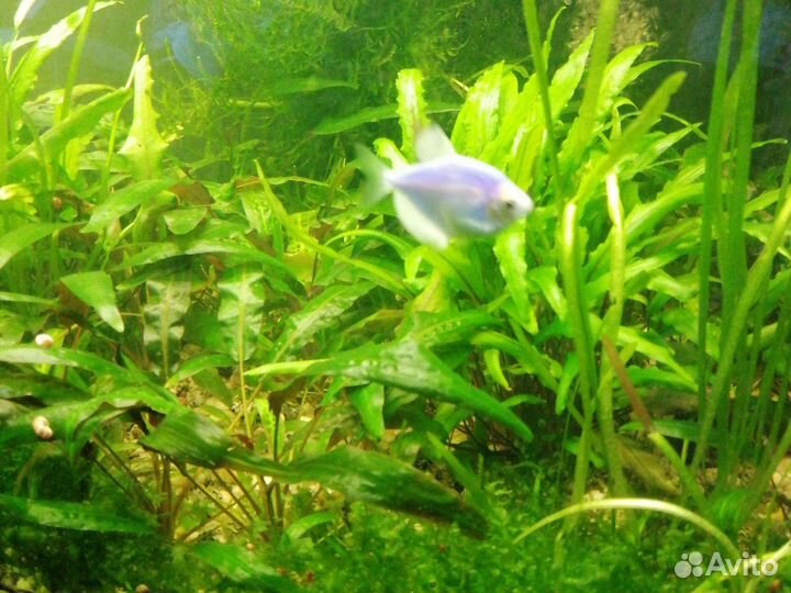 Аквариумные растения
