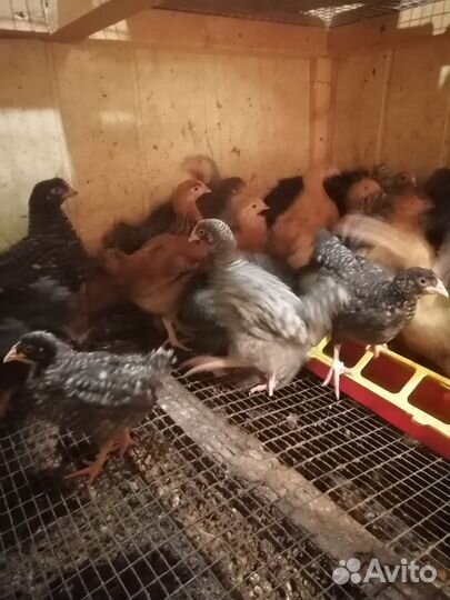 Плимутрок, Кучинская юбилейная