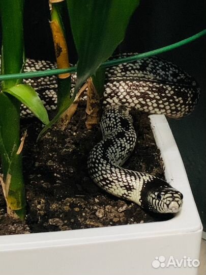 Королевская калифорнийская змея