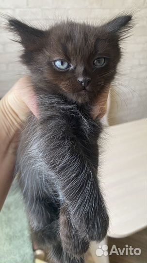 Котик в добрые руки