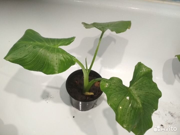 Калла эфиопская