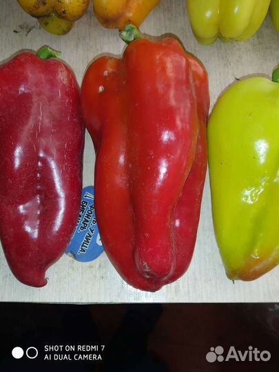 Продаю семена