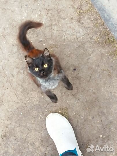 Кот