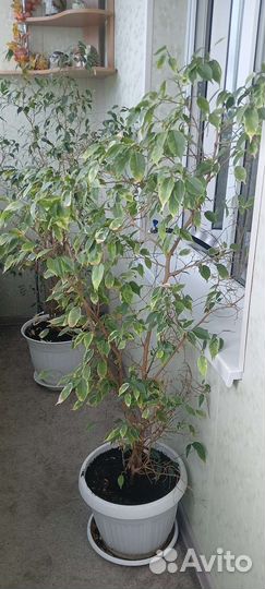 Фикус бенджамина пестролистный