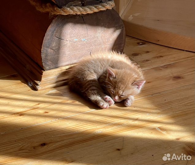 Котенок Коржик