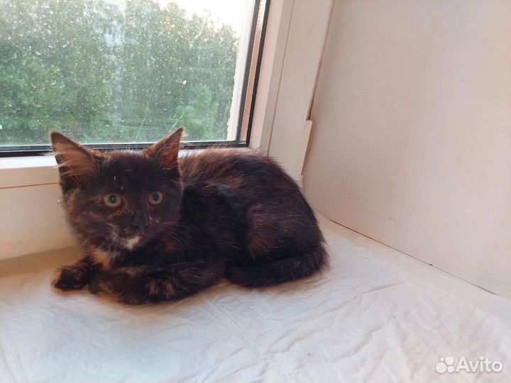 Хорошая кошечка ищет дом