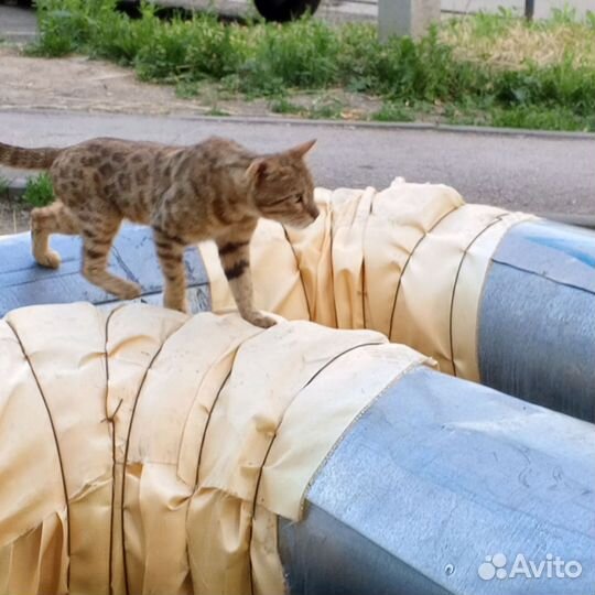 Котик в добрые руки