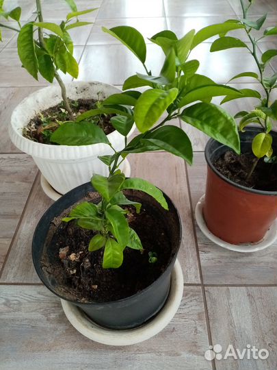 Мандариновое дерево ростки