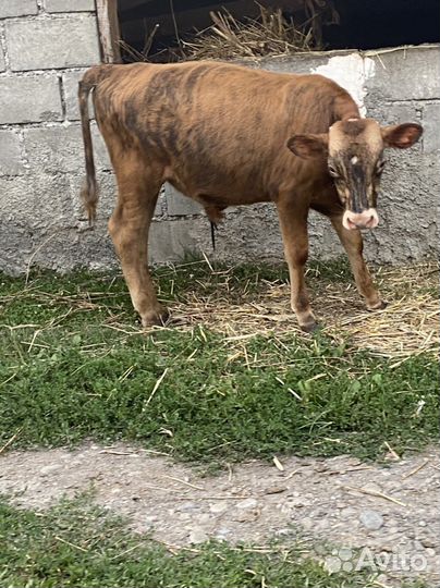 Продаю Бычки 7 мес
