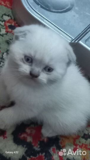 Кошка в дар