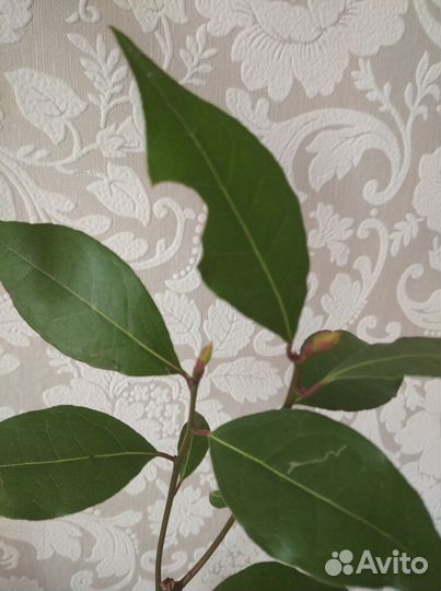 Лавр благородный, лаврушка