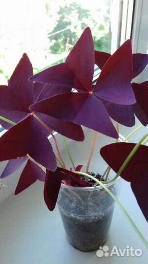 Оксалис, кислица