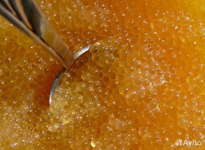 Икра Щуки малосол