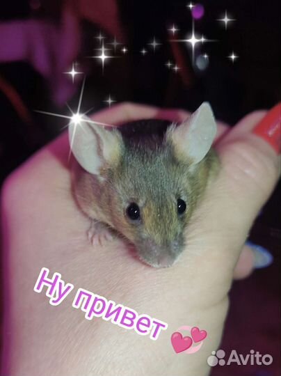 Мышки малышки