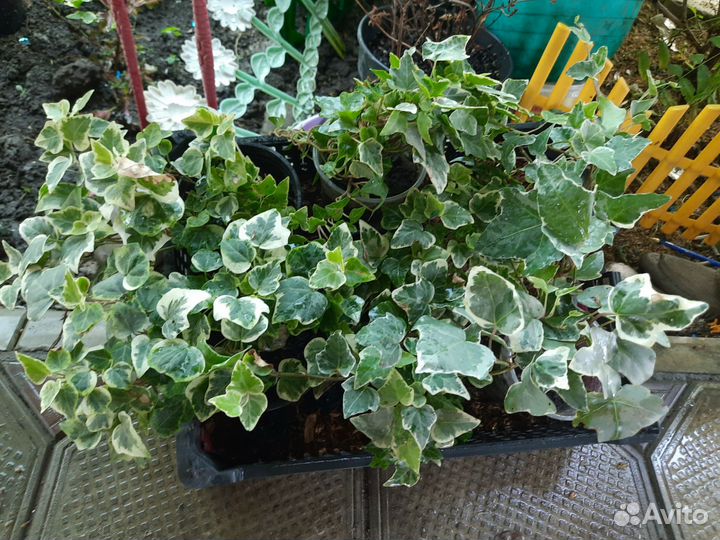 Плющи и бересклеты (вечнозеленые)