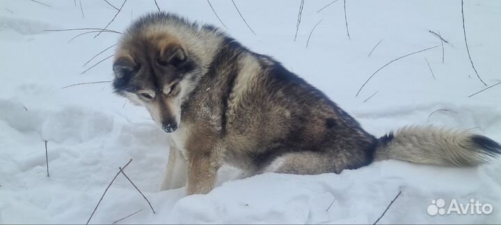 Западно сибирская лайка вязка