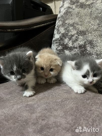 Котята от Шотландской