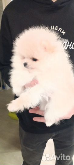 Помераночка красоточка