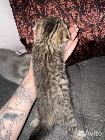 Британские котята